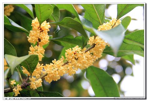 桂花圖片|桂花图片